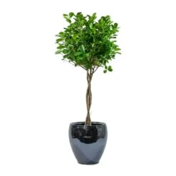 Amora Plant Pot - Anthracite Mirror -Greencore Store Ficus Moclame Indian Laurel Twisted Stem Amora Plant Pot Anthracite Mirror 6f5e6746 58d9 4b4e 97dc ce592bac9f00