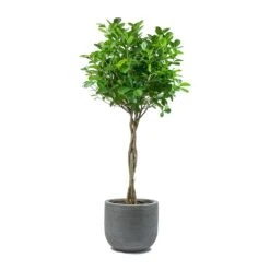 Cody Plant Pot - Ridged Dark Grey -Greencore Store Ficus Moclame Indian Laurel Twisted Stem Dice Plant Pot Ridged Dark Grey 0d35bbef 60ba 4e51 8fec 43e05c8b0828