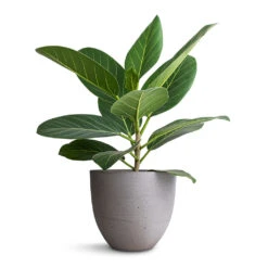 Coral Refined Planter - Clouded Grey -Greencore Store Ficus benghalensis Audrey Bengal Fig 14x45cm Coral Refined Planter Clouded Grey 18x15cm
