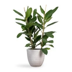 Angle Couple Plant Pot - White -Greencore Store Ficus benghalensis Audrey Bengal Fig 24x100cm Angle Couple Plant Pot White 30x28cm f4747d13 e617 47c7 bd19 1c194fd65e00