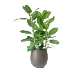 Grigio Balloon Plant Pot - Rusty Iron Concrete -Greencore Store Ficus benghalensis Audrey Bengal Fig Balloon Planter Concrete Rusty Iron 1fc2ea76 af6f 42cf 96fe 0d86347e283f