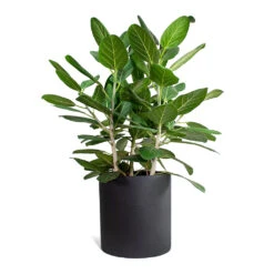 Max Refined Planter - Volcano Black -Greencore Store Ficus benghalensis Audrey Bengal Fig Max Refined Planter Volcano Black STL