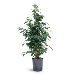 Ficus Benjamina Danielle - Weeping Fig - HydroCare 10 Ficus Benjamina Danielle - Weeping Fig - HydroCare -Greencore Store Ficus benjamina Danielle Weeping Fig Hydroculture 18 19x100cm