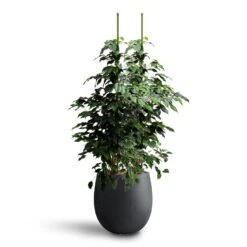 Grigio Balloon Plant Pot - Anthracite Concrete 15 Grigio Balloon Plant Pot - Anthracite Concrete -Greencore Store Ficus benjamina Danielle Weeping Fig Hydroculture Grigio Balloon Plant Pot Anthracite Concrete d322f56d a0fc 4254 be65 45be23cf3f0a
