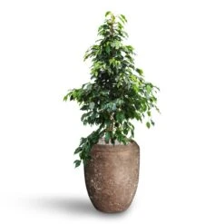 Polystone Coated Plain Coppa Planter - Rock 37 Polystone Coated Plain Coppa Planter - Rock -Greencore Store Ficus benjamina Danielle Weeping Fig Hydroculture Polystone Coated Plain Coppa Planter Rock