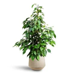Ficus Benjamina Danielle - Weeping Fig - HydroCare 12 Ficus Benjamina Danielle - Weeping Fig - HydroCare -Greencore Store Ficus benjamina Danielle Weeping Fig Hydroculture Raindrop Tube Round Planter Stone