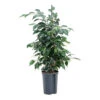 Ficus Benjamina Danielle - Weeping Fig - HydroCare