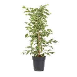 Ficus Benjamina Twilight - Weeping Fig - Branched -Greencore Store Ficus benjamina Twilight Weeping Fig Branched 14x55cm