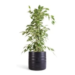 Ficus Benjamina Twilight - Weeping Fig - Branched -Greencore Store Ficus benjamina Twilight Weeping Fig Branched 14x55cm Hadleigh Plant Pot Charcoal 17x15cm