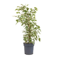 Ficus Benjamina Twilight - Weeping Fig - Branched -Greencore Store Ficus benjamina Twilight Weeping Fig Branched 17x70cm