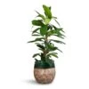 Ficus Cyathistipula - African Fig -Greencore Store Ficus cyathistipula African Fig 21x90cm Lindy Plant Pot Black Green 23x20cm 2 bdb76451 8a8a 41e3 9d4a 8d22c652a7c3