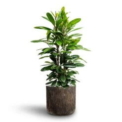 Luxe Lite Waterfall Cylinder Planter - Bronze -Greencore Store Ficus cyathistipula African Fig Luxe Lite Waterfall Cylinder Planter Bronze 4801c320 df35 475d 9d44 bccb8c864640