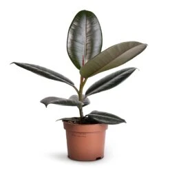 Ficus Elastica Abidjan - Burgundy Rubber Plant 24 Ficus Elastica Abidjan - Burgundy Rubber Plant -Greencore Store Ficus elastica Abidjan Burgundy Rubber Plant 12x35cm 1
