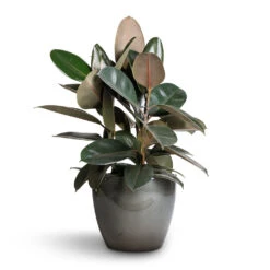 Ficus Elastica Abidjan - Burgundy Rubber Plant 34 Ficus Elastica Abidjan - Burgundy Rubber Plant -Greencore Store Ficus elastica Abidjan Burgundy Rubber Plant 24x60cm Sven Plant Pot Smoke 33x28cm ba64c22b aeab 48fc 8a37 d7926ef4d96b