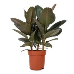 Ficus Elastica Abidjan - Burgundy Rubber Plant 40 Ficus Elastica Abidjan - Burgundy Rubber Plant -Greencore Store Ficus elastica Abidjan Burgundy Rubber Plant 24x80cm