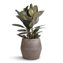 Ficus Elastica Abidjan - Burgundy Rubber Plant 38 Ficus Elastica Abidjan - Burgundy Rubber Plant -Greencore Store Ficus elastica Abidjan Burgundy Rubber Plant 24x80cm Harley Cement Stone Plant Pot Granite Grey 37x34cm