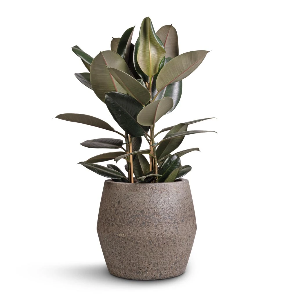 Harley Cement & Stone Plant Pot - Granite Grey 4 Harley Cement & Stone Plant Pot - Granite Grey - Image 2