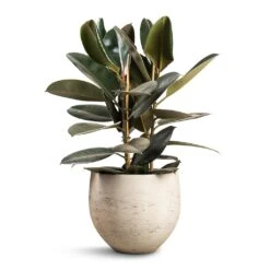Ficus Elastica Abidjan - Burgundy Rubber Plant 36 Ficus Elastica Abidjan - Burgundy Rubber Plant -Greencore Store Ficus elastica Abidjan Burgundy Rubber Plant 24x80cm Mini Orb Kevan Plant Pot Grey Washed 32x28cm