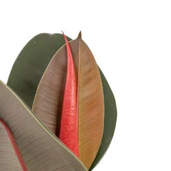 Ficus Elastica Abidjan - Burgundy Rubber Plant 25 Ficus Elastica Abidjan - Burgundy Rubber Plant -Greencore Store Ficus elastica Abidjan Burgundy Rubber Plant DETAIL
