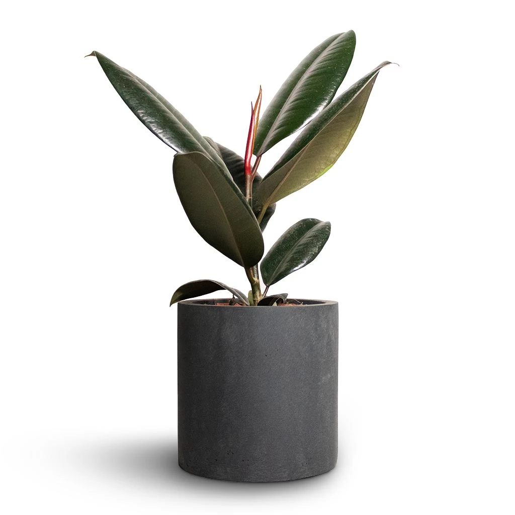 Ficus Elastica Abidjan - Burgundy Rubber Plant 3 Ficus Elastica Abidjan - Burgundy Rubber Plant