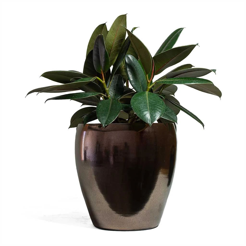 Amora Plant Pot - Black Gold 7 Amora Plant Pot - Black Gold - Image 5
