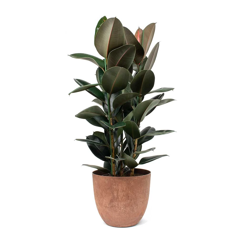 Ficus Elastica Abidjan - Burgundy Rubber Plant 13 Ficus Elastica Abidjan - Burgundy Rubber Plant - Image 11