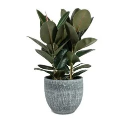 Ficus Elastica Abidjan - Burgundy Rubber Plant 41 Ficus Elastica Abidjan - Burgundy Rubber Plant -Greencore Store Ficus elastica Abidjan Rubber Plant Karlijn Plant Pot Anthracite 5473e867 458c 4508 b4e0 e6c7c4d936ac