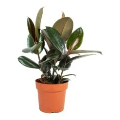 Ficus Elastica Abidjan - Burgundy Rubber Plant 37 Ficus Elastica Abidjan - Burgundy Rubber Plant -Greencore Store Ficus elastica Abidjan Rubber Plant Medium