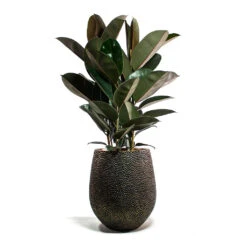 Opus Hit Darcy Planter - Gold -Greencore Store Ficus elastica Abidjan Rubber Plant Opus Hit Darcy Planter Gold