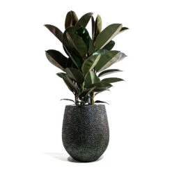 Opus Hit Darcy Planter - Silver -Greencore Store Ficus elastica Abidjan Rubber Plant Opus Hit Darcy Planter Silver
