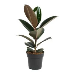 Ficus Elastica Abidjan - Burgundy Rubber Plant 26 Ficus Elastica Abidjan - Burgundy Rubber Plant -Greencore Store Ficus elastica Abidjan Rubber Plant Small