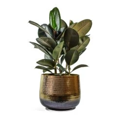 Ficus Elastica Abidjan - Burgundy Rubber Plant 28 Ficus Elastica Abidjan - Burgundy Rubber Plant -Greencore Store Ficus elastica Abidjan Rubber Plant jenna metal plant pot d6131747 ac3c 4a08 b667 5b79f8ad5f01