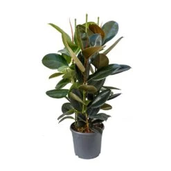 Ficus Elastica Abidjan - Burgundy Rubber Plant 33 Ficus Elastica Abidjan - Burgundy Rubber Plant -Greencore Store Ficus elastica Abidjan Rubber Plant 89c4167c eb3c 496f 9722 2997d69419b1