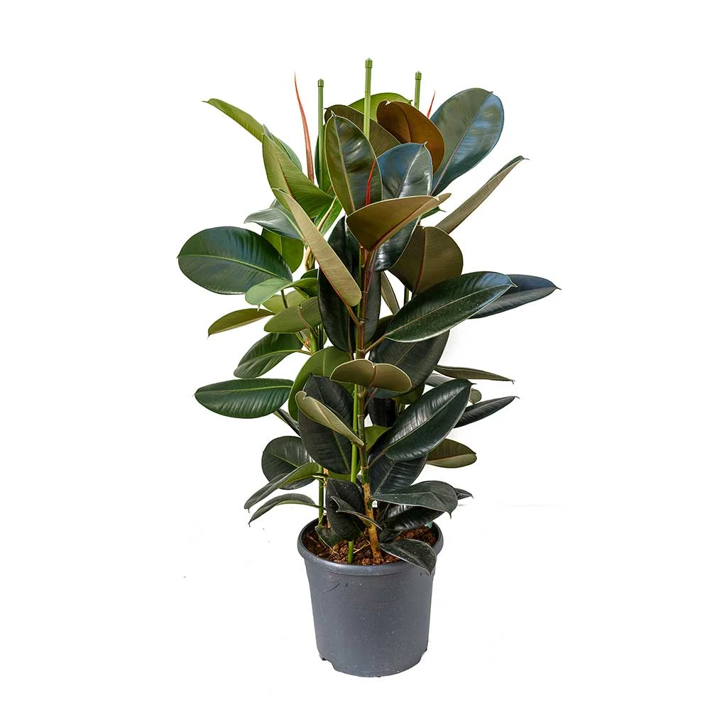 Ficus Elastica Abidjan - Burgundy Rubber Plant 14 Ficus Elastica Abidjan - Burgundy Rubber Plant - Image 12