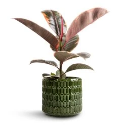Ficus Elastica Belize - Pink Rubber Plant -Greencore Store Ficus elastica Belize Pink Rubber Plant 12x40cm Flor Plant Pot Green 14x12cm