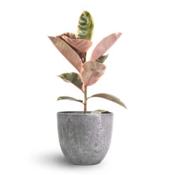Ficus Elastica Belize - Pink Rubber Plant -Greencore Store Ficus elastica Belize Pink Rubber Plant 17x60cm Bola Artstone Plant Pot Grey 23x20cm 23e85bd4 ab1c 40c0 a6c2 ba3f79e8e97e