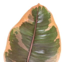 Ficus Elastica Belize - Pink Rubber Plant -Greencore Store Ficus elastica Belize Pink Rubber Plant DETAIL 2