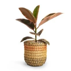 Ficus Elastica Belize - Pink Rubber Plant -Greencore Store Ficus elastica Belize Rubber Plant 12x30cm Jane Plant Baskets Set5 Desert 9fa23719 32be 4429 99cd 0e38988e113d