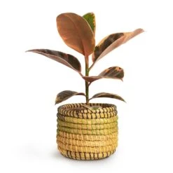 Ficus Elastica Belize - Pink Rubber Plant -Greencore Store Ficus elastica Belize Rubber Plant 12x30cm Jane Plant Baskets Set5 Jungle f0822338 621c 45b8 81de 355c98e6b3a8