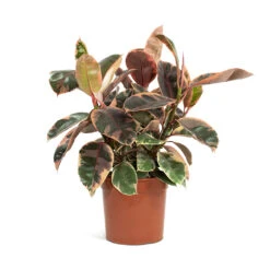 Ficus Elastica Belize - Pink Rubber Plant -Greencore Store Ficus elastica Belize Rubber Plant 21cm