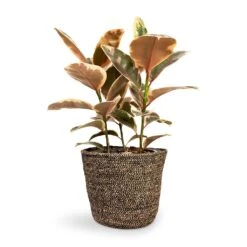 Ficus Elastica Belize - Pink Rubber Plant -Greencore Store Ficus elastica Belize Rubber Plant 21x55cm Selin Plant Basket Black Weave 26x23cm 9748d3e9 bd39 4871 a1bb 71f69b1a67d0