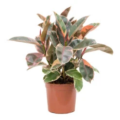 Ficus Elastica Belize - Pink Rubber Plant -Greencore Store Ficus elastica Belize Rubber Plant