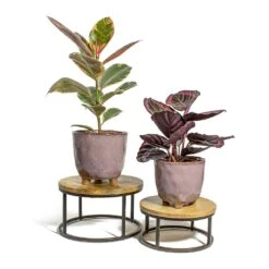 Ficus Elastica Belize - Pink Rubber Plant -Greencore Store Ficus elastica Belize Rubber Plant Calathea roseopicta Dottie Rose Painted Calathea kaat pink plant pot lois stand 12cf23c6 d2a0 468c ae66 20789f045e73