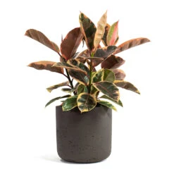 Ficus Elastica Belize - Pink Rubber Plant -Greencore Store Ficus elastica Belize Rubber Plant Charlie Plant Pot Ash Brown