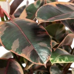 Ficus Elastica Belize - Pink Rubber Plant -Greencore Store Ficus elastica Belize Rubber Plant Close Up