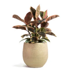 Ficus Elastica Belize - Pink Rubber Plant -Greencore Store Ficus elastica Belize Rubber Plant Ryan Plant Pot Sand Gold