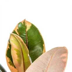 Ficus Elastica Belize - Pink Rubber Plant -Greencore Store Ficus elastica Belize Rubber Plant close up 0035ad7c 3f8e 49af a7d0 e29fc0cbea5d
