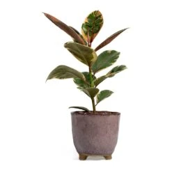 Ficus Elastica Belize - Pink Rubber Plant -Greencore Store Ficus elastica Belize Rubber Plant kaat pink plant pot