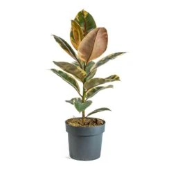 Ficus Elastica Belize - Pink Rubber Plant -Greencore Store Ficus elastica Belize Rubber Plant a5a37ed3 66d4 4d5e b4ba 03562ce5e9b7