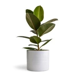 Hadleigh Plant Pot - White -Greencore Store Ficus elastica Melany Rubber Plant 14x45cm Hadleigh Plant Pot White 20x17.5cm